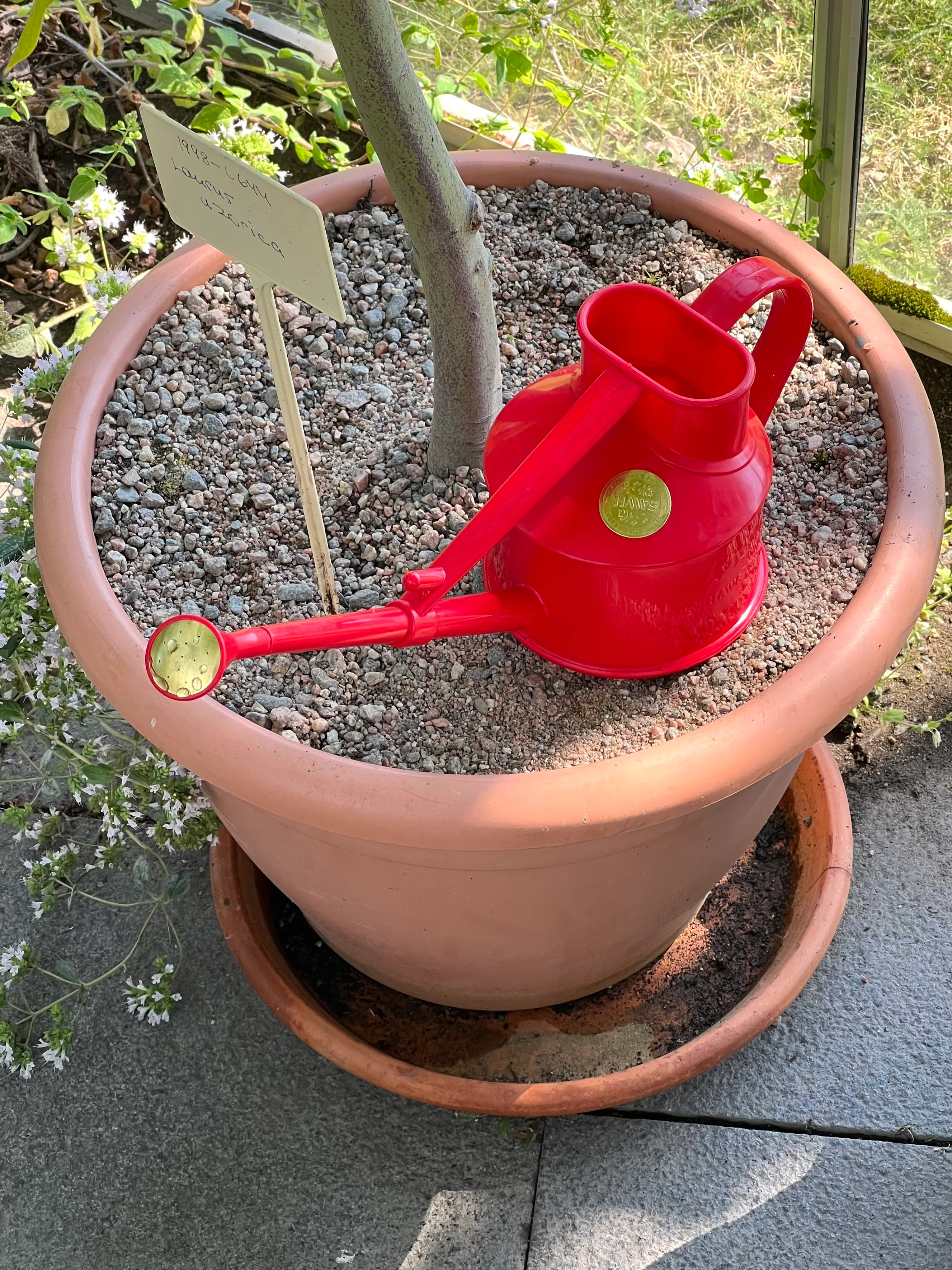 Thumb 4